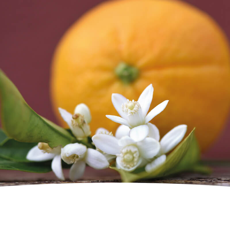 eine Orange und ein Strauch mit weißen Blüten
